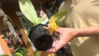 How I care for my Stanhopea annulata, differences with avicula & all 9 