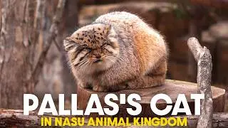 Cute Pallas&rsquo;s cat grooming : Nasu animal kingdom in Japan