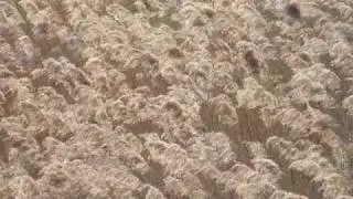 43. Reeds With Time Stretched Audio