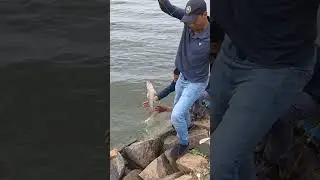 3hook fishing videos | traditional fishing videos | river fishing tips | hook fishing #fishing #fish