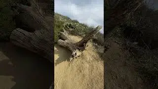 Hiking in Hollywood: Runyon Canyon East Trail