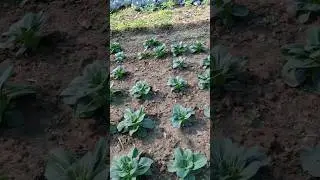 exotic bokchoy #bokchoy #farming #gardening #exotic #freshproduce #freshlypicked #pokcoy