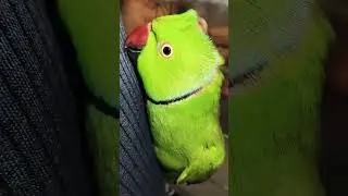Alok mithu #talkingparot #funny #greenparrot #talkingparrot #birds