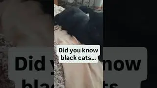 Did You Know This About Black Cats? 🖤