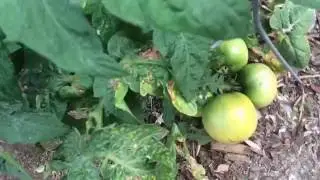 Learn Dr. Bragg's  Gardening Tips to Reduce Back Pain