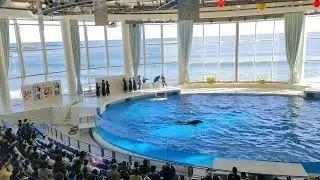 アクアワールド茨城県大洗水族館　イルカ・アシカ　オーシャンライブ★初コラボ「アシカ×高校生の書道パフォーマンス」★　2022.12.26　10:00～