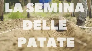 SEMINARE LE PATATE nell'orto