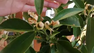 #218 🍊Citrus sinensis.🍊 Pomarańcza chińska z wyprzedaży. Zalążki owoców i przekwitające kwiatostany.