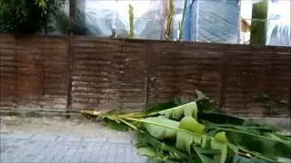 Banánok teleltetése