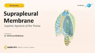 Superior Aperture of Thorax - Subpleural Membrane