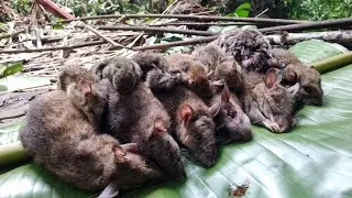 The second day of checking the traps ended in a way never seen before.