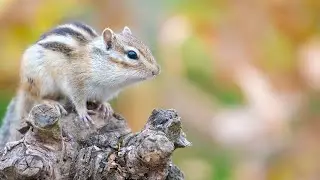 Some areas of South Tahoe closed due to animals with plague | ABC7