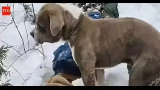 Pitbull guards owner for 4 days in Freezing weather #dog #pitbull