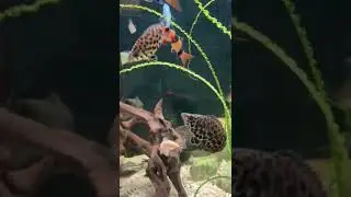 Leopard bush leaf fish