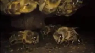 Silence of the Bees