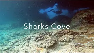 Sharks Cove Dive Guide