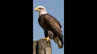 LIVE: Eagle Parents BATTLE Hawk Invasion - FIERCE Aerial Combat! 🦅