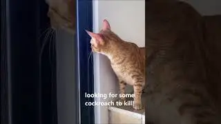 Cat's Early morning Hunt to Find and Kill a Cockroach 😺 #shorts