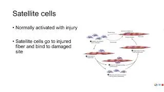 PE 381 - Lecture 12-2-1 - Muscular adaptations