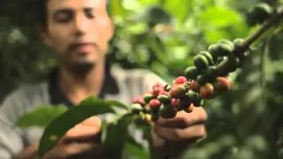 Project Alianza: Building prosperity in coffee farming communities.