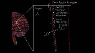 Multipl Skleroz Patofizyolojisi (Fen Bilimleri) (Sağlık ve Tıp)