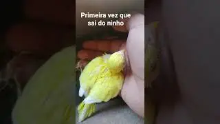 #periquitoaustraliano #birdsong #birdsounds #aves #parrot #passaros #budgies #birds #nature #birds