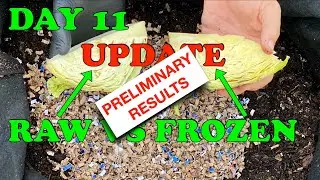 We Have A Winner! Day 11 Worm Bin Cabbage Experiment Update | Vermicompost Worm Farm