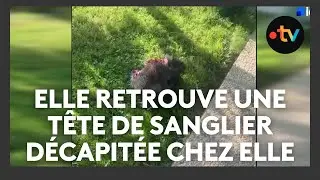 Une femme musulmane d&eacute;couvre une t&ecirc;te de sanglier dans son jardin, une plainte d&eacute;pos&eacute;e