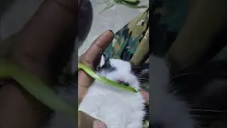 rabbit eating his food 🐰🐇 #bunny #cutebunny #help #mycuterabbit #pets #rabbit #youtubeshorts #bruc