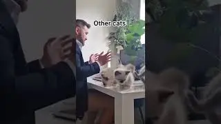 cute cats | only for cat lovers 😍❤️| #cat #subscribe #cute #like #short