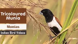 Interesting facts about Tricoloured munia (Lonchura malacca) -  Black-headed munia/ पोरा मुनियाँ