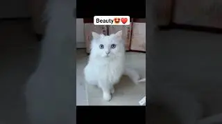 Mesmerizing Blue Eyes of the Snow Princess 👑 #shorts #catlovers #cat #kitty #kitten #petlovers #pets