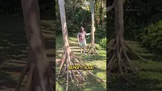 Pohon Unik Bisa Berjalan? #faktaunik #pohon #tumbuhan