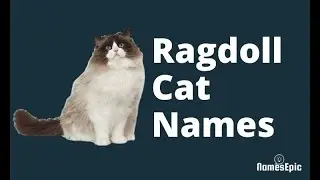 20 Best Ragdoll Cat Names | Cute and Cool Cat Names