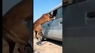 Hero Dog Saves Girl from Kidnappers! #short #animals #doglover #dogrescue #loyaldogs