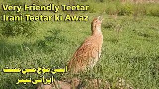 Teetar ki Awaz | Grey Teetar Voice | Gray francolin Sound | Young Teetar ki Awaz