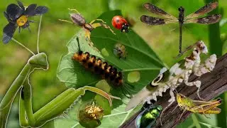 Hunt beautiful insects‼️ Hunting Mantis, grasshopper, beetles, spider,bee, ladybug