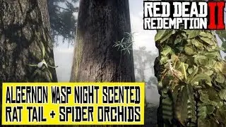 Algernon Wasp Missions Part 4 Spoonbill Plumes, Night Scented, Rat Tail & Spider Orchids