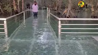 Darwin Mangrove Boardwalk Walkthrough | Best Free Nature Attraction in Northern Australia
