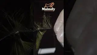 Try This BASS Streamer!