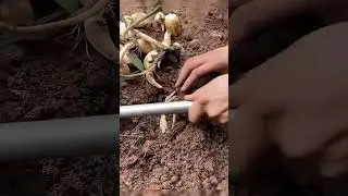 Efficient Gourd Planting Process for High Yield Farming
