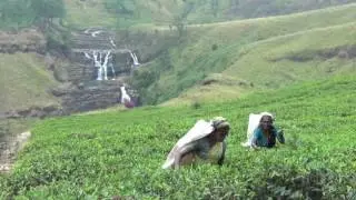 Making Tea More Ethical