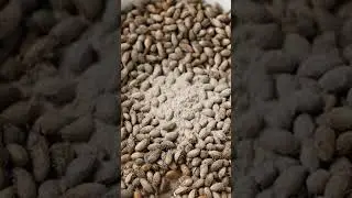 &ldquo;Crushing Soft Insects &ndash; Deeply Satisfying Visual ASMR 🐜✨&rdquo;3 #aestheticcrush #asmrdaily #macroscene