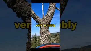 Cutting Down A Huge DEAD Tree #treeremoval