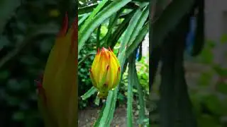 🌸 Dragon Fruit Flower Blooming | Raat ka Khilta Phool 😍 #indianfarmer #youtubeshorts