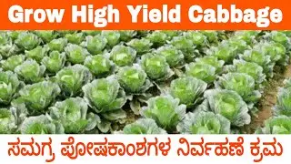 Integrated Fertilizer Management in Cabbage | Activmax | Activzyme | Neem oil | Azospirillum | NPK