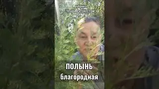 А вы знали, что есть полынь, которая пахнет кока-колой? #народнаямедицина