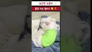 꿀잠 .. 숙면유발.. 코골이 ..😴 💤 Soft Snoring&hellip; Maltese in Deep Sleep 😴💛ㅋ