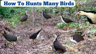 Natural Bird Hunting with Simple Trap#NaturalBirdHunting
