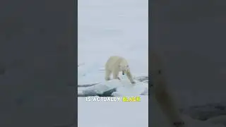 Weird animal facts #3